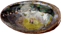Fumigation de poudre d'encens dans une coquille d'ormeau