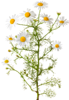 Camomille plante