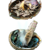 Coquille d'ormeau M - illustration