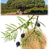 Poudre de Cade naturel - 90gr - illustration 2