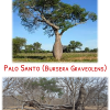 Arbre de Palo Santo