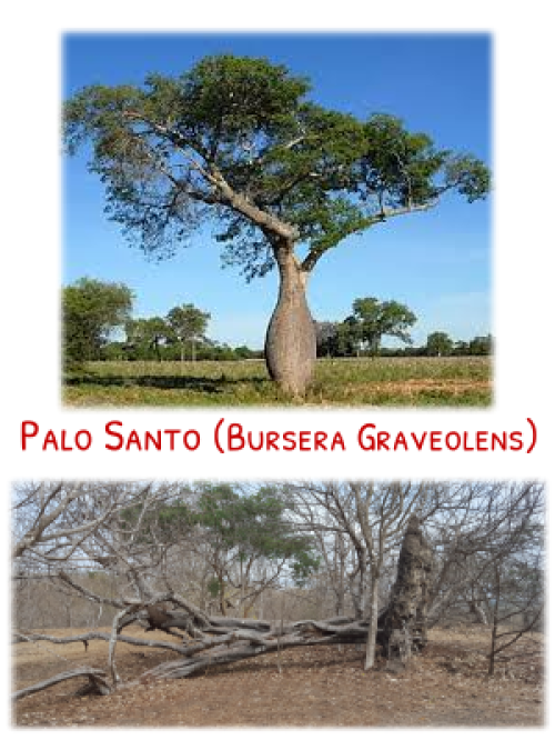 Arbre de Palo Santo