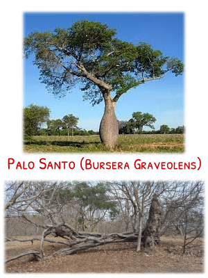 Arbre de Palo Santo