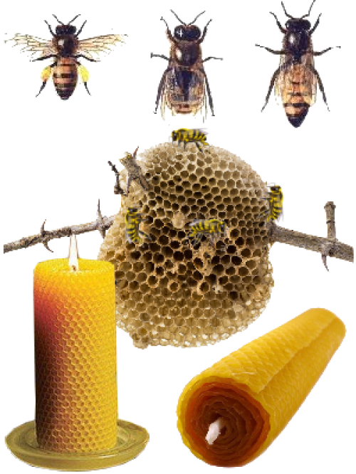 Bougie à la cire d'abeille - illustration 2
