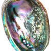 Coquille d'Ormeau - Abalone - New Zéland