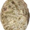 Coquille d'Ormeau-dos-non-poli